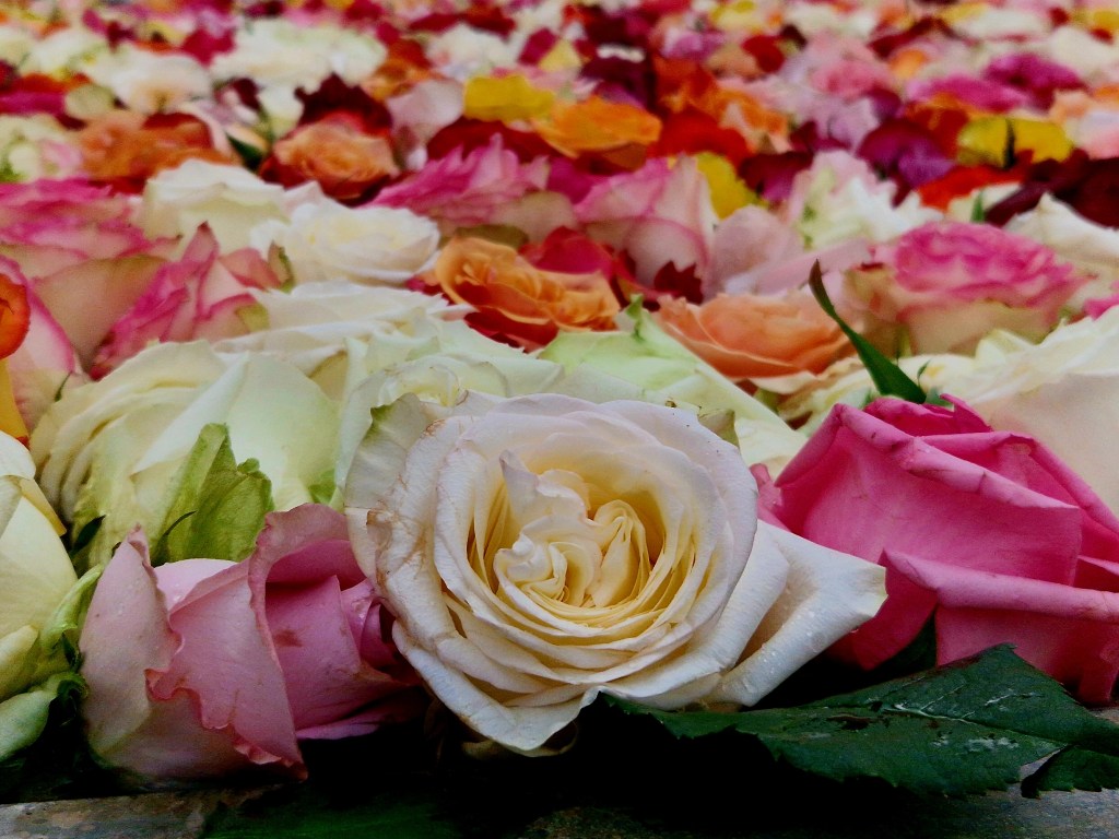 Weisse, rosa und gelbe Rosenköpfe dicht aneinander im Brunnen