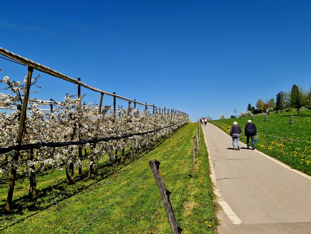 Spaziergänger auf dem Chriesiweg in Zug - Oberwil