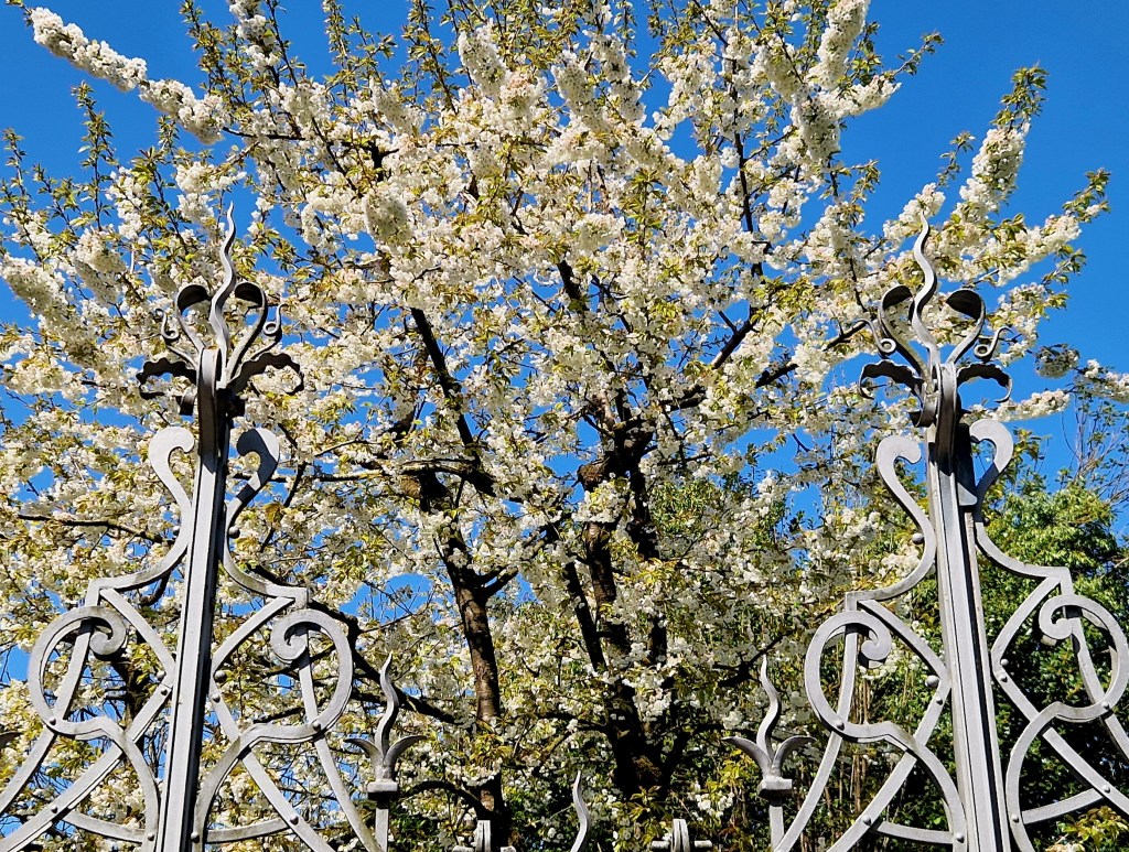 blühende Bäume hinter einem Zaun