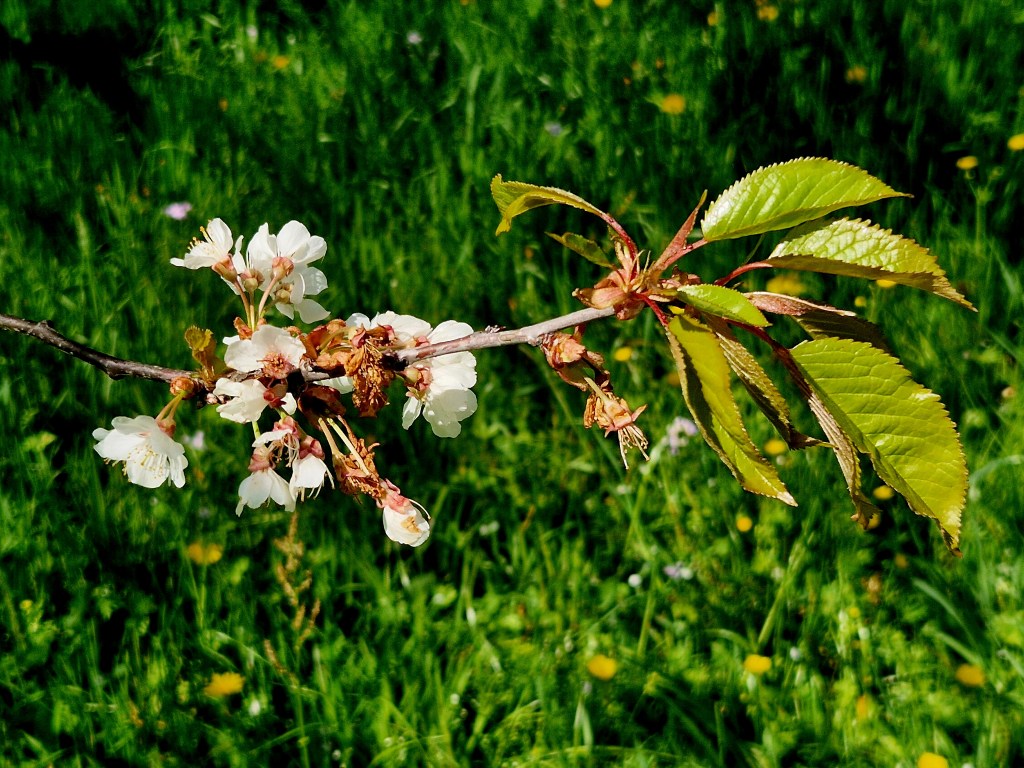 Frühlingsgenuss auf dem Chriesiweg in Zug mit Kirschblüten